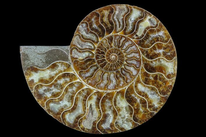 Agatized Ammonite Fossil (Half) - Madagascar #88176
